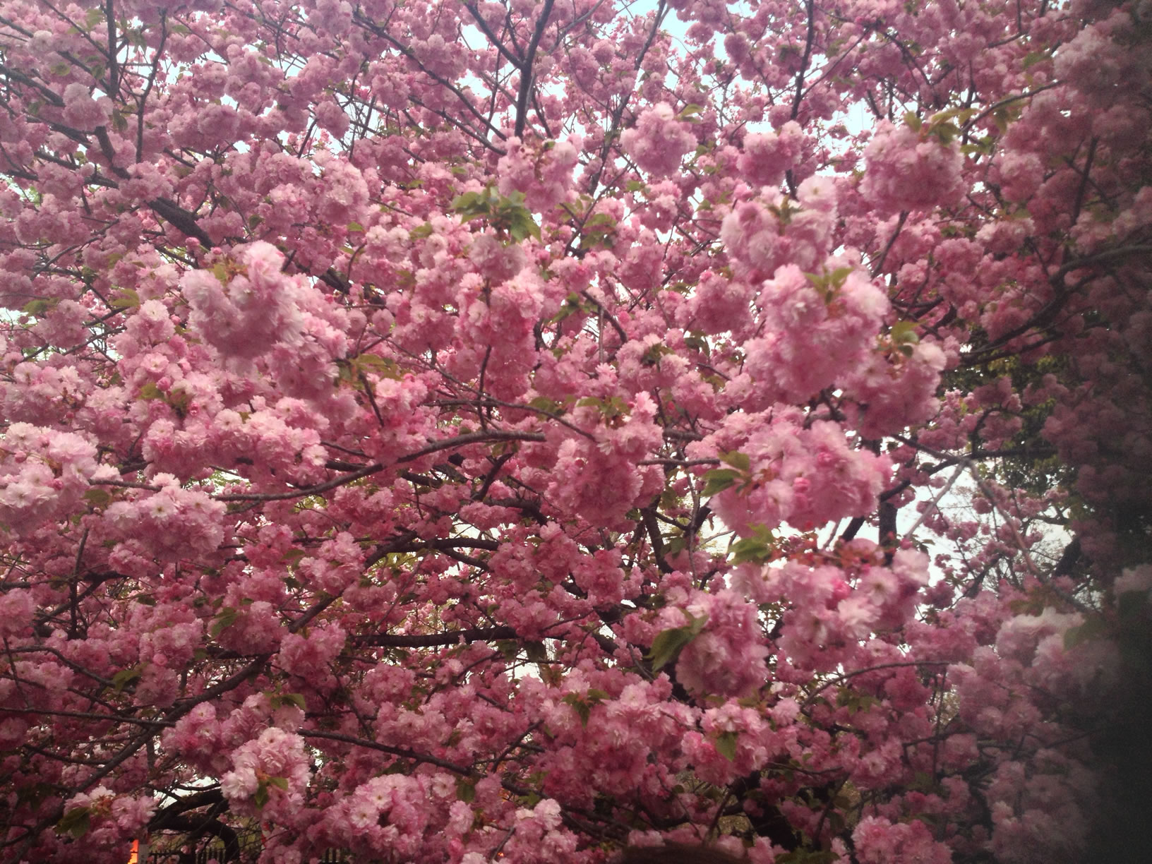 2014年の造幣局桜の通り抜け21 2014年の造幣局桜の通り抜け21